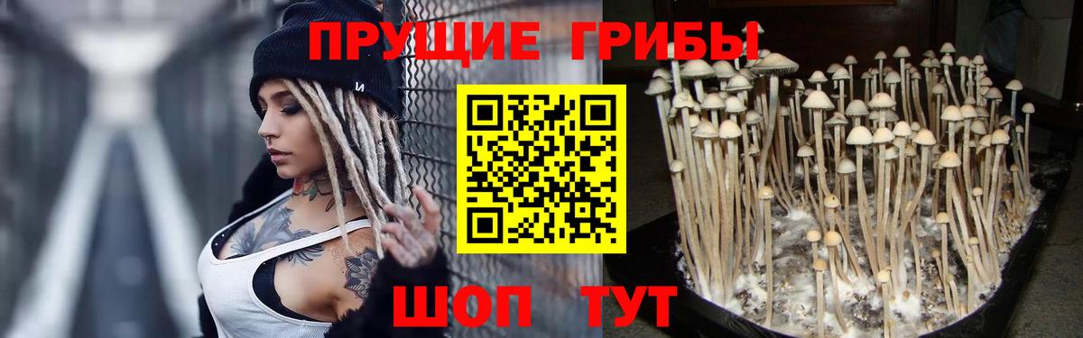 Псилоцибиновые грибы Psilocybine cubensis Биробиджан